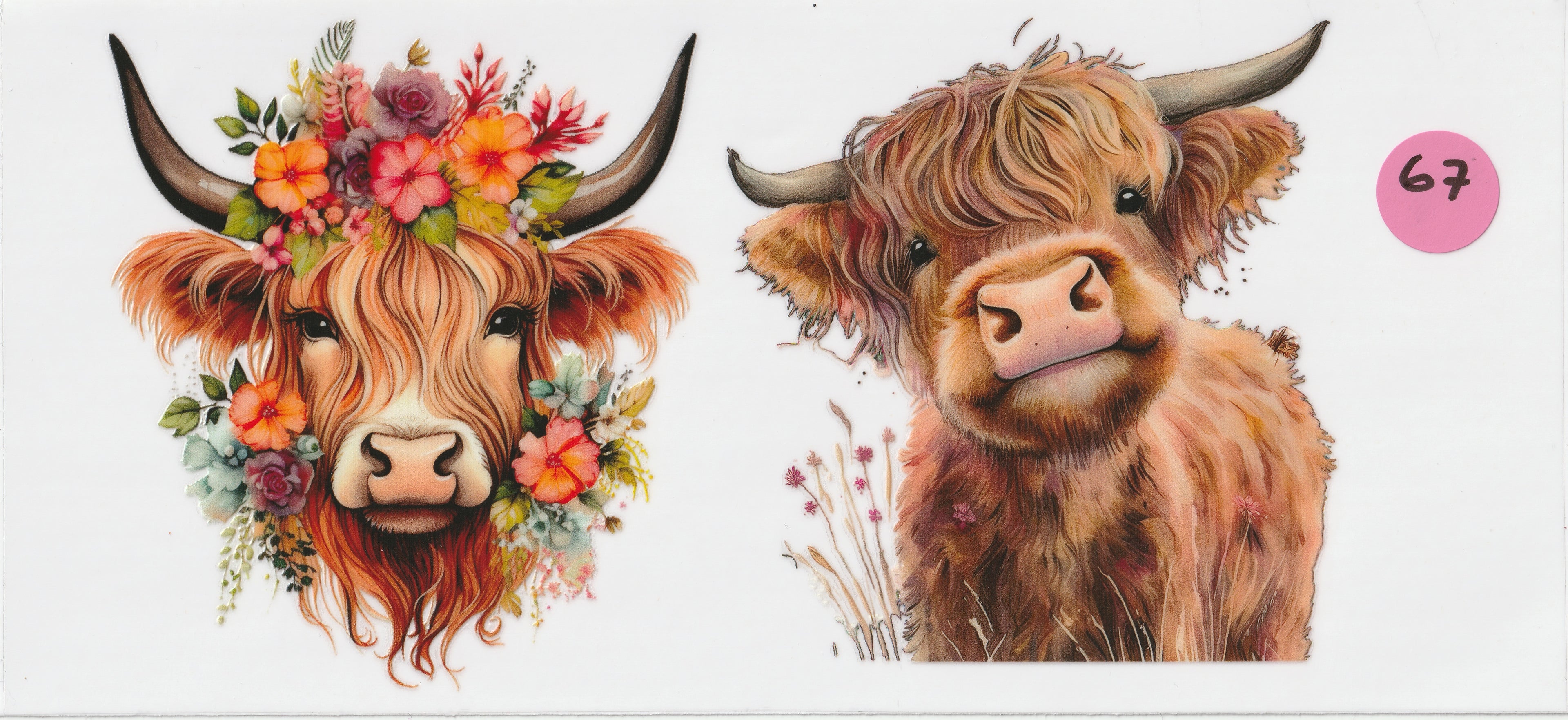 67 - Two Cows